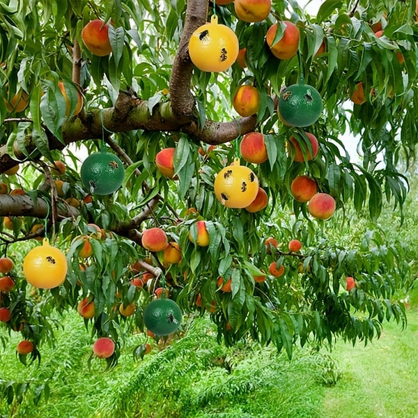 🍎🪰 Fruchtfliegenfalle Kugel