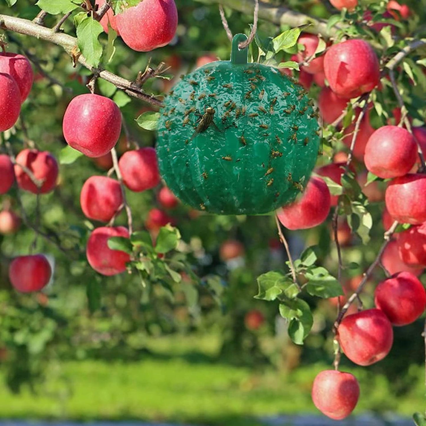 🍎🪰 Fruchtfliegenfalle Kugel